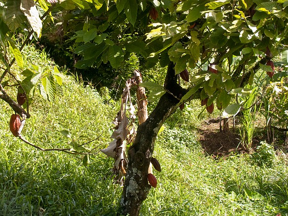 A cocoa tree with pods visible Jan 14, 2010 11:15 AM : Grenada, SilverSea Caribbean Cruise 2010