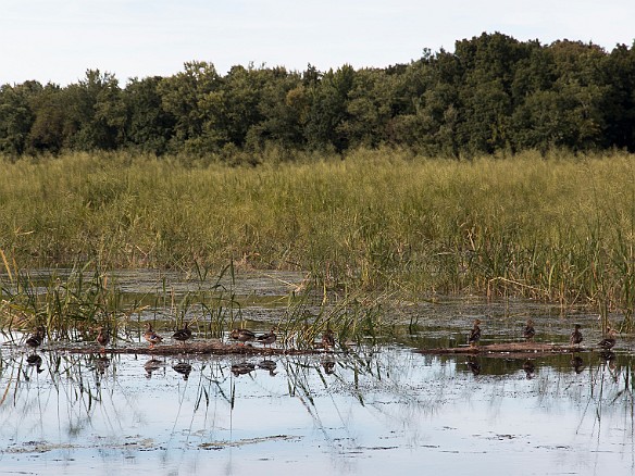 Ducks everywhere amidst marshes filled with wild rice. We also saw several heron and the best was seeing a bald eagle swooping low over the landscape. Sep 14, 2014 4:37 PM