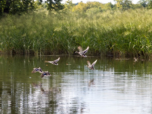 Ducks taking flight Sep 14, 2014 4:37 PM