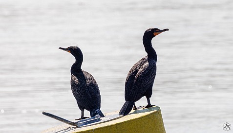 CT River Eagle Cruise 2023-015 More cormorants on the North Cove channel marker