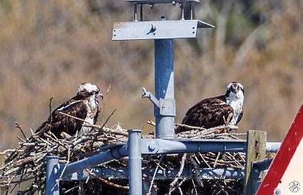 CT River Eagle Cruise 2023-031 Osprey on the Brockway Bar Channel marker