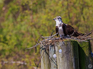 CT River Eagle Cruise 2023-068 Osprey on the pilings in Deep River harbor