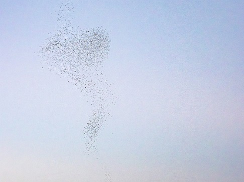 CT River Swallow Cruise-053-Enhanced-NR The final murmurations create fluid and ever-changing patterns in the sky as the swallows play follow-the-leader and descend for the night