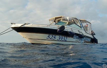 I cannot recommend Indigo Divers highly enough. Chris and Katie Alpers run an incredible operation, six divers max, and often just four. The last two days I was solo with Chris. Jan 30, 2011 8:04 AM : Diving, Grand Cayman