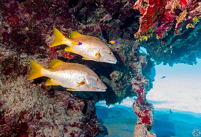 Schoolmasters, a species of snapper accompanied by small Fairy Basslets and a section of the large encrusted chain that gives the site its name Jan 28, 2011 9:40 AM : Diving, Grand Cayman, Instagram