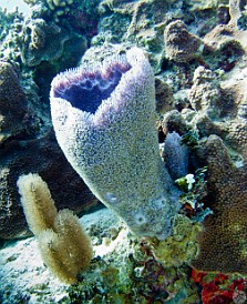 Vase sponge Jan 28, 2011 9:41 AM : Diving, Grand Cayman