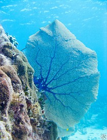Sea fan Jan 28, 2011 9:42 AM : Diving, Grand Cayman
