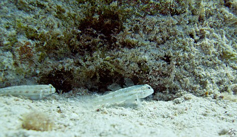 Dash Gobys scooting along the bottom on their pectoral fins Jan 28, 2011 9:47 AM : Diving, Grand Cayman