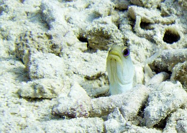A Yellowhead Jawfish poking out of its burrow Jan 30, 2011 9:55 AM : Diving, Grand Cayman