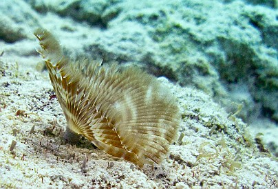 A feather duster worm Jan 30, 2011 9:55 AM : Diving, Grand Cayman