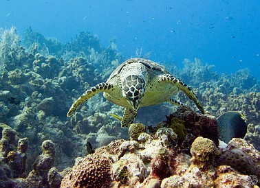 It's snack time for this turtle Jan 30, 2011 10:00 AM : Diving, Grand Cayman, turtle