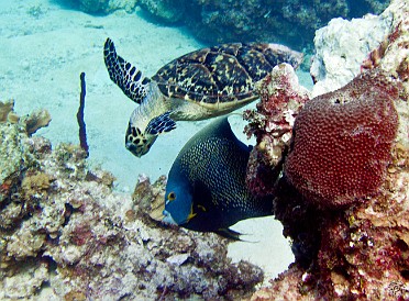 Turtle and French Angelfish Jan 30, 2011 10:00 AM : Diving, Grand Cayman, turtle