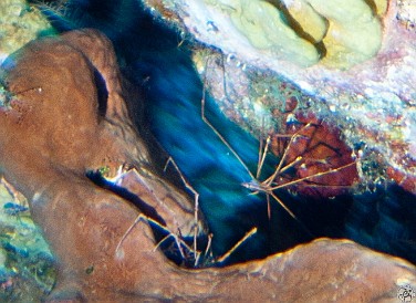 Arrow Crabs in a crevasse Feb 1, 2011 8:09 AM : Diving, Grand Cayman