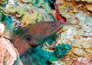 A Goldentail Moray, note the yellow spots and the yellow ring surrounding the iris Feb 1, 2011 9:29 AM : Diving, Grand Cayman