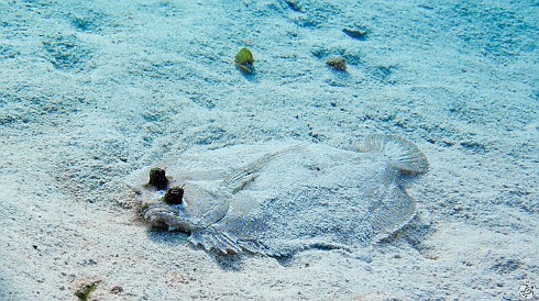 A Peacock Flounder camouflaging itself on the bottom at Hepp's Pipeline Feb 1, 2011 9:41 AM : Diving, Grand Cayman