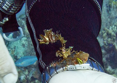 Chris holds a tiny Decorator Crab Feb 1, 2011 9:56 AM : Diving, Grand Cayman