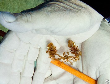 The Decorator Crab attaches little bits of debris and foliage to disguise itself Feb 1, 2011 9:56 AM : Diving, Grand Cayman