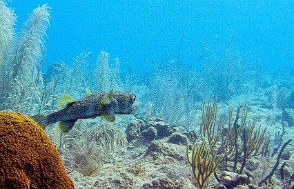 Porcupinefish Feb 1, 2011 10:03 AM : Diving, Grand Cayman