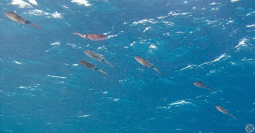 A school of squid flying overhead in formation. One guy seems to be heading the wrong way, there's a rebel in every crowd... Feb 2, 2011 9:29 AM : Diving, Grand Cayman