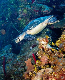 Turtle cruising the reef at Orange Canyon Feb 3, 2011 7:51 AM : Diving, Grand Cayman, turtle