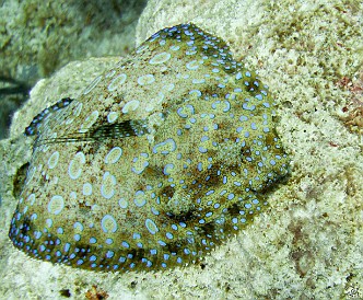 Peacock Flounder Feb 3, 2011 9:24 AM : Diving, Grand Cayman
