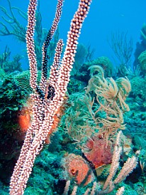 Feb 3, 2011 9:42 AM : Diving, Grand Cayman