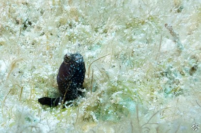 A male Sailfin Blenny peeks out from the rubble Jan 31, 2012 9:56 AM : Diving, Grand Cayman