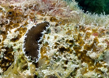 A Bicolored Flatworm at Peppermint Reef Jan 31, 2012 9:58 AM : Diving, Grand Cayman