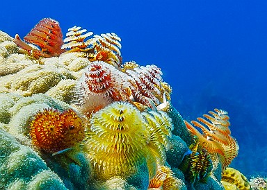 Deck the Halls - Christmas Tree Worms are ubiquitous, but finding a multi-colored forest at Peppermint Reef was special Jan 31, 2012 10:11 AM : 7 Day Nature Challenge, CBSRZAuction2023, CBSRZMainStreet2018, Diving, Grand Cayman, Instagram
