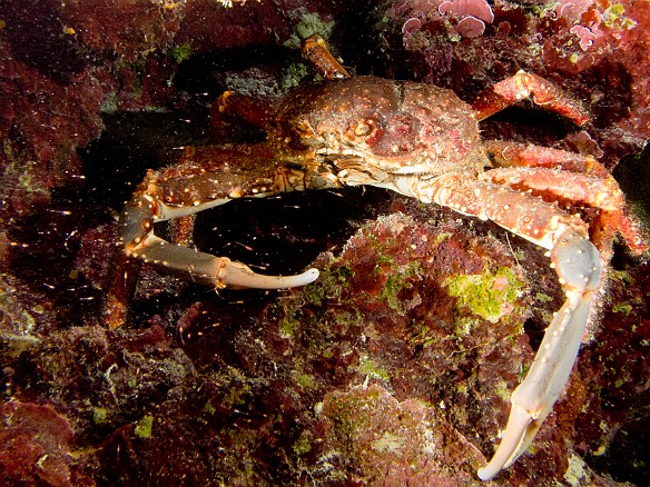 This large Channel Clinging Crab was hiding out in a crevice in the reef Jan 31, 2012 8:24 AM : Diving, Grand Cayman
