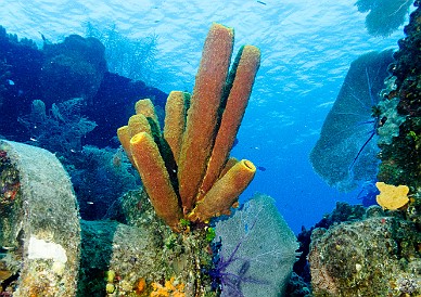 Tube sponges growing on another of the winch mechanisms Feb 2, 2012 10:29 AM : Diving, Grand Cayman