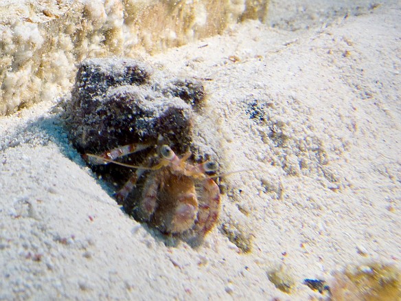 Red Banded Hermit Crab scurried along Feb 2, 2012 8:25 AM : Diving, Grand Cayman