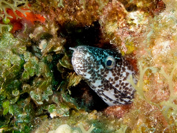 Spotted Moray peeking out from Bonnie's Arch Feb 3, 2012 9:52 AM : Diving, Grand Cayman