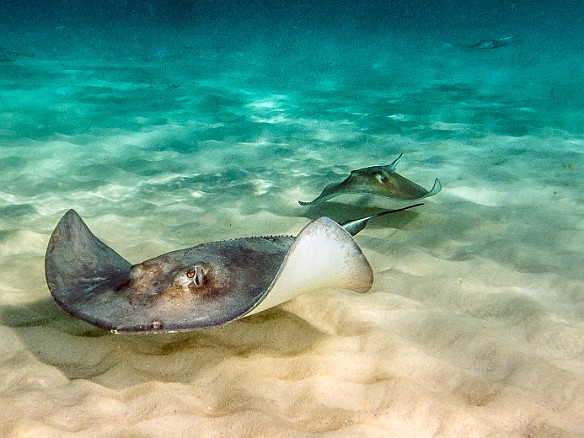 Stingrays in formation for takeoff Jan 19, 2013 10:19 AM : Diving, Grand Cayman, Instagram