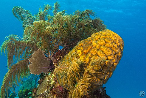 Large Barrel Sponge on Turtle Schooner Reef Jan 20, 2014 9:31 AM : Diving, Grand Cayman