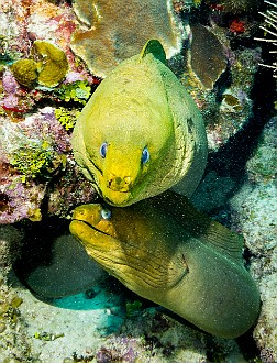 As one Giant Green Moray came out to inspect his reflection in my port, the other eel came out of the same hole to see what was going on Jan 21, 2014 9:45 AM : 7 Day Nature Challenge, Diving, Grand Cayman, Instagram