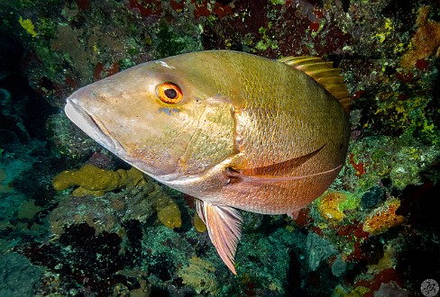 Mutton Snapper at Neptune's Wall Jan 23, 2014 8:05 AM : Diving, Grand Cayman