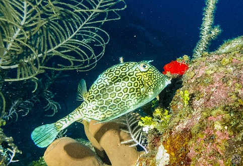 Honeycomb Cowfish Jan 23, 2014 8:10 AM : Diving, Grand Cayman