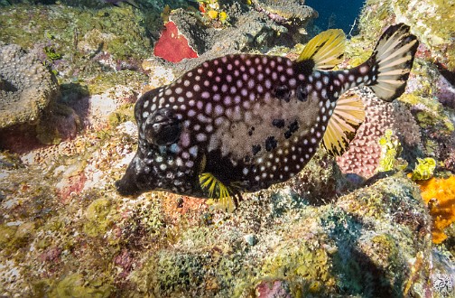 Smooth trunkfish Jan 24, 2014 8:11 AM : Diving, Grand Cayman