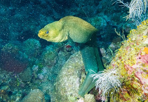 This green moray was free swimming at North West Point Jan 24, 2014 8:16 AM : Diving, Grand Cayman