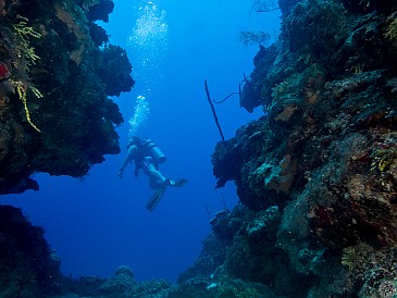 First dive of the trip at Little Tunnels dive site. Huge cuts and channels in the reef at 60-70 ft open out to the  open blue and the wall that descends another several thousand feet into the abyss. Jan 16, 2017 1:16 PM : Diving