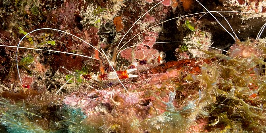 Banded Coral Shrimp at the Thirteen Trees dive site Jan 17, 2017 2:57 PM : Diving