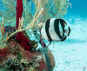 Banded Butterflyfish Jan 17, 2017 3:04 PM : Diving