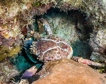 Mr. Giant Crabby Pants at Thirteen Trees dive site Jan 17, 2017 3:30 PM : Diving