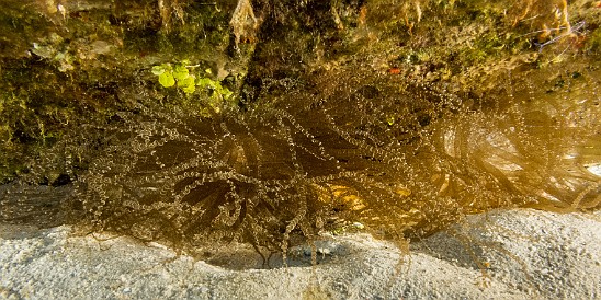 Corkscrew Anemone tucked in right where the hull rests in the sand Jan 18, 2017 2:28 PM : Diving