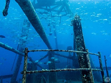 Schools of grunts and snappers swarm the upper rigging Jan 18, 2017 2:46 PM : Diving