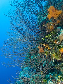 Branching coral on the vertical wall at Orange Canyon Jan 19, 2017 1:03 PM : Diving