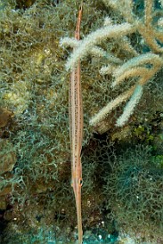 Trumpetfish doing its "I'm vertical and pretending to be a plant" disguise Jan 19, 2017 1:21 PM : Diving