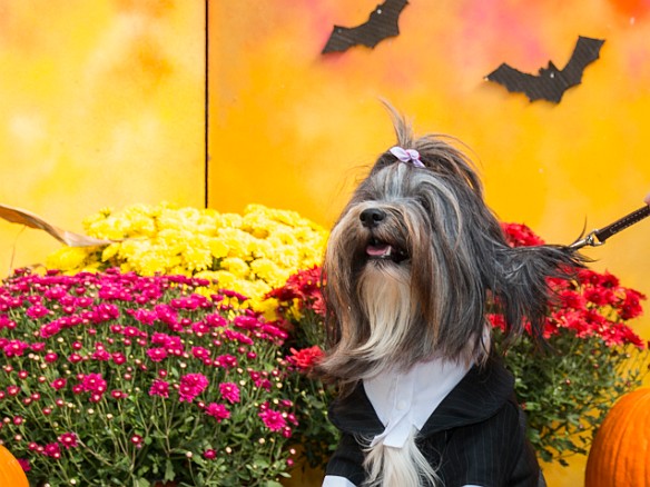 The store setup a Halloween backdrop for pet photos. Sophie poses in her tuxedo. Oct 10, 2015 1:00 PM : Sophie