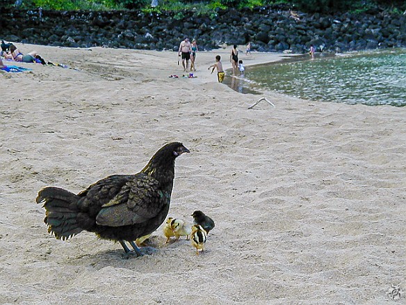 Hawaii2001-005 The ubiquitous chickens at Ke'e Beach
